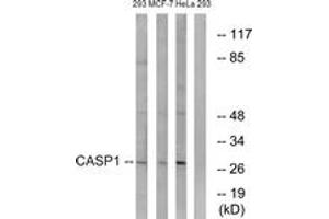 Western blot analysis of extracts from 293/MCF-7/HeLa cells, using Caspase 1 (Ab-376) Antibody. (Caspase 1 anticorps  (AA 342-391))