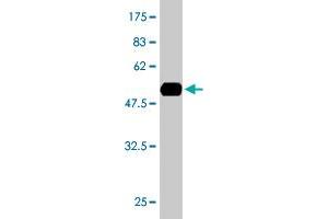 Western Blot detection against Immunogen (57. (GTF2E2 anticorps  (AA 1-291))
