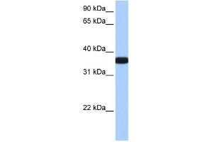 OCEL1 antibody used at 0. (OCEL1 anticorps  (C-Term))