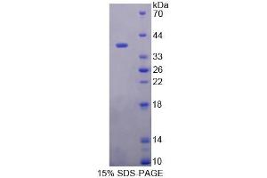 SDS-PAGE analysis of Human PTTG1IP Protein. (PTTG1IP Protéine)