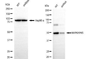 Western blotting analysis using MAPKAPK5 antibody (ABIN7799477). (MAPKAP Kinase 5 anticorps)