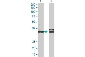 Western Blot analysis of DLX5 expression in transfected 293T cell line by DLX5 monoclonal antibody (M12), clone 3B11.