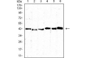 Western blot analysis using CD5 mouse mAb against MOLT4 (1), MOLT4 (2),U937 (3),L1210 (4) ,HEK239 (5) ,and HEK293-6e (6) cell lysate.
