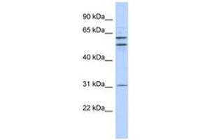 Image no. 1 for anti-Zinc Finger Protein 775 (ZNF775) (N-Term) antibody (ABIN6742931) (ZNF775 anticorps  (N-Term))
