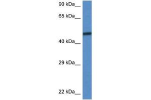WB Suggested Anti-Smarcd3 Antibody Titration: 1. (SMARCD3 anticorps  (C-Term))