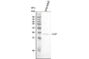 Western blot analysis of GIP using anti-GIP antibody (ABIN4886603). (GIP anticorps  (AA 44-85))