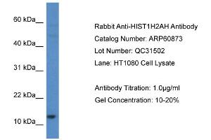Western Blotting (WB) image for anti-Histone H2A Type 1-H (HIST1H2AH) (C-Term) antibody (ABIN2788615) (HIST1H2AH anticorps  (C-Term))