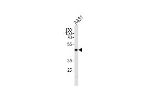 JUN Antibody  g western blot analysis in A431 cell line lysates (35 μg/lane). (C-JUN anticorps  (AA 221-250))
