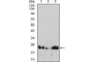 Western blot analysis using HPRT1 mouse mAb against Hela (1), A431 (2), A549 (3) cell lysate.