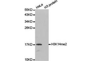 Western blot analysis of extracts of HeLa and H3 protein, using H3K14me2 antibody. (Histone 3 anticorps  (H3K14me2))