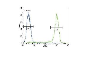 AKT1 Antibody (C-term ) (ABIN655915 and ABIN2845314) flow cytometric analysis of MCF-7 cells (right histogram) compared to a negative control cell (left histogram).