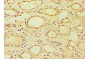 Immunohistochemistry of paraffin-embedded human kidney tissue using ABIN7158678 at dilution of 1:100