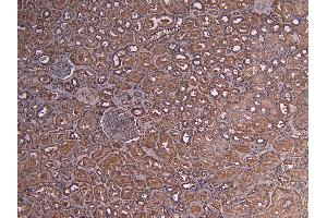 ABIN190759 (4µg/ml) staining of paraffin embedded Human Kidney.