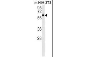 AKT3 (ABIN659026 and ABIN2838048) western blot analysis in mouse NIH-3T3 cell line lysates (15 μg/lane). (AKT3 anticorps)