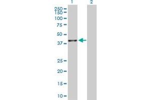 Western Blot analysis of BMP2 expression in transfected 293T cell line by BMP2 MaxPab polyclonal antibody.