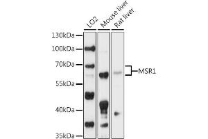 Western blot analysis of extracts of various cell lines, using MSR1 antibody (ABIN6127577, ABIN6144083, ABIN6144084 and ABIN6218466) at 1:1000 dilution. (Macrophage Scavenger Receptor 1 anticorps  (AA 192-451))