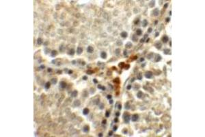 Immunohistochemical staining of rat testis cells with MEIG1 polyclonal antibody  at 5 ug/mL.