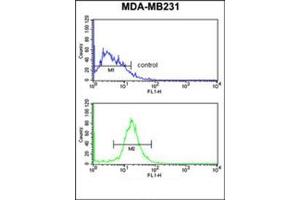 anti-DIRAS Family, GTP-Binding RAS-Like 1 (DIRAS1) (AA 115-145), (Middle Region) antibody