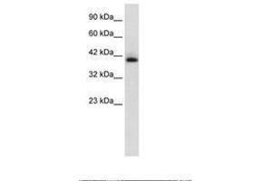 Image no. 1 for anti-Hexamethylene Bis-Acetamide Inducible 1 (HEXIM1) (C-Term) antibody (ABIN202339) (HEXIM1 anticorps  (C-Term))