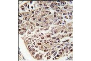 Image no. 1 for anti-serine/arginine-Rich Splicing Factor 2 (SRSF2) (N-Term) antibody (ABIN357967)