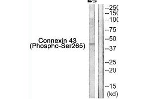 Western blot analysis of extracts from HuvEc cells, using Connexin 43 (Phospho-Ser265) Antibody. (Connexin 43/GJA1 anticorps  (pSer265))