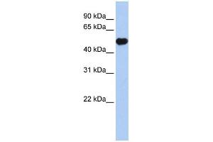 WB Suggested Anti-KCNJ12 Antibody Titration:  0. (Kir2.2 anticorps  (Middle Region))