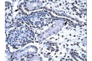 Image no. 1 for anti-Forkhead Box G1 (FOXG1) (AA 139-169) antibody (ABIN202606)