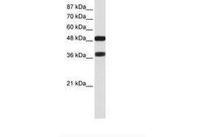 Image no. 1 for anti-POU Class 3 Homeobox 2 (POU3F2) (C-Term) antibody (ABIN6736167)