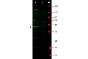 Western blot using FBXO5 polyclonal antibody  shows detection of a major band corresponding to FBXO5 protein in a human HeLa whole cell lysate (Lane 1 arrowhead). (FBXO5 anticorps  (N-Term))