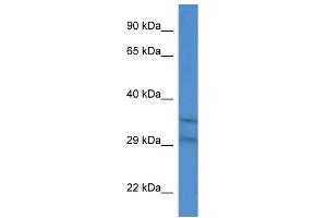 WB Suggested Anti-Slc25a31 Antibody Titration: 1.