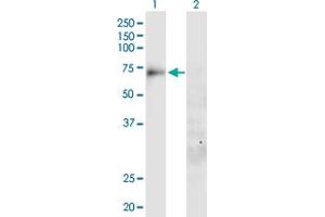 Western Blot analysis of SLC20A1 expression in transfected 293T cell line by SLC20A1 MaxPab polyclonal antibody.