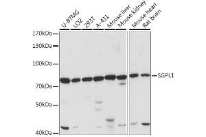 Western blot analysis of extracts of various cell lines, using SGPL1 antibody (ABIN7270533) at 1:1000 dilution. (SGPL1 anticorps  (AA 60-390))