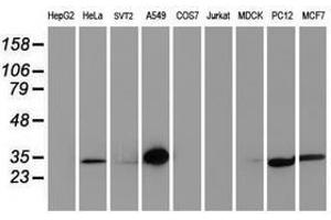 Image no. 5 for anti-Latexin (LXN) antibody (ABIN1499100)