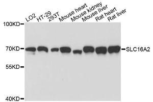 Western blot analysis of extracts of various cell lines, using SLC16A2 antibody. (SLC16A2/MCT8 anticorps  (AA 1-100))