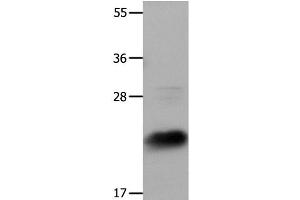 Western Blot analysis of Hela cells using IL18 Polyclonal Antibody at dilution of 1:1350 (IL-18 anticorps)