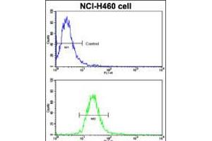 Flow cytometric analysis of NCI-H460 cells using EphB2 Antibody (bottom histogram) compared to a negative control cell (top histogram). (EPH Receptor B2 anticorps)