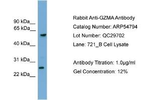 WB Suggested Anti-GZMA  Antibody Titration: 0. (GZMA anticorps  (C-Term))