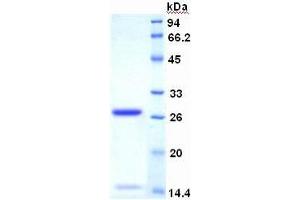 SDS-PAGE of Protein Standard from the Kit (Highly purified E. (Ki-67 Kit ELISA)