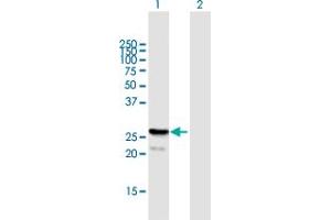 Western Blot analysis of FGF21 expression in transfected 293T cell line by FGF21 MaxPab polyclonal antibody.