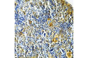 Immunohistochemistry of paraffin-embedded mouse spleen using GLRX Antibody. (Glutaredoxin 1 anticorps)