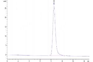 The purity of Mouse CD39 is greater than 95 % as determined by SEC-HPLC. (CD39 Protein (AA 38-478) (His tag))