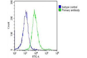 Overlay histogram showing Hela cells stained with Antibody (green line). (PRAME anticorps  (C-Term))