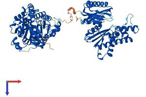 AlphaFold protein structure predicition of Mouse Recombinant Gne Protein, UniprotID Q91WG8