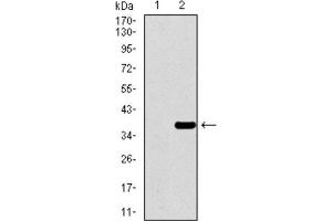 Western Blotting (WB) image for anti-Paired Box 3 (PAX3) (AA 142-203) antibody (ABIN1846350) (Paired Box 3 anticorps  (AA 142-203))