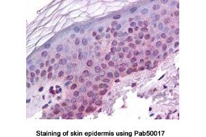 Image no. 1 for anti-Aryl Hydrocarbon Receptor Nuclear Translocator (ARNT) antibody (ABIN363326)