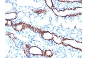 IHC testing of FFPE rat kidney tissue with recombinant Cadherin 16 antibody (clone CDH16/1532R). (Recombinant Cadherin-16 anticorps)