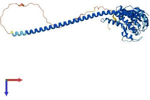 AlphaFold protein structure predicition of Mouse Recombinant Stambp Protein, UniprotID Q9CQ26