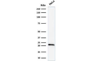 Western Blot Analysis of human HeLa cell lysate using p21 Mouse Monoclonal Antibody (DCS-60. (p21 anticorps)