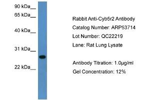 WB Suggested Anti-Cyb5r2  Antibody Titration: 0. (CYB5R2 anticorps  (C-Term))