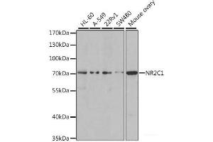 Western blot analysis of extracts of various cell lines using NR2C1 Polyclonal Antibody at dilution of 1:1000.